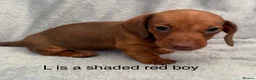 Miniature Dachshund dogs for sale: Smooth haired min Dachshund - Advert 35