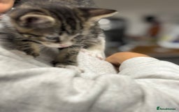 Mixed Breed cats for sale: Part Maine coon kitten  - Image 3