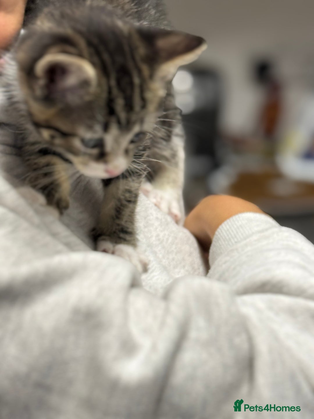 Mixed Breed cats for sale: Part Maine coon kitten  - Image 3