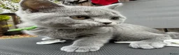 British Shorthair cats for sale: Lovely British Shorthair kittens for sale! - Advert 8