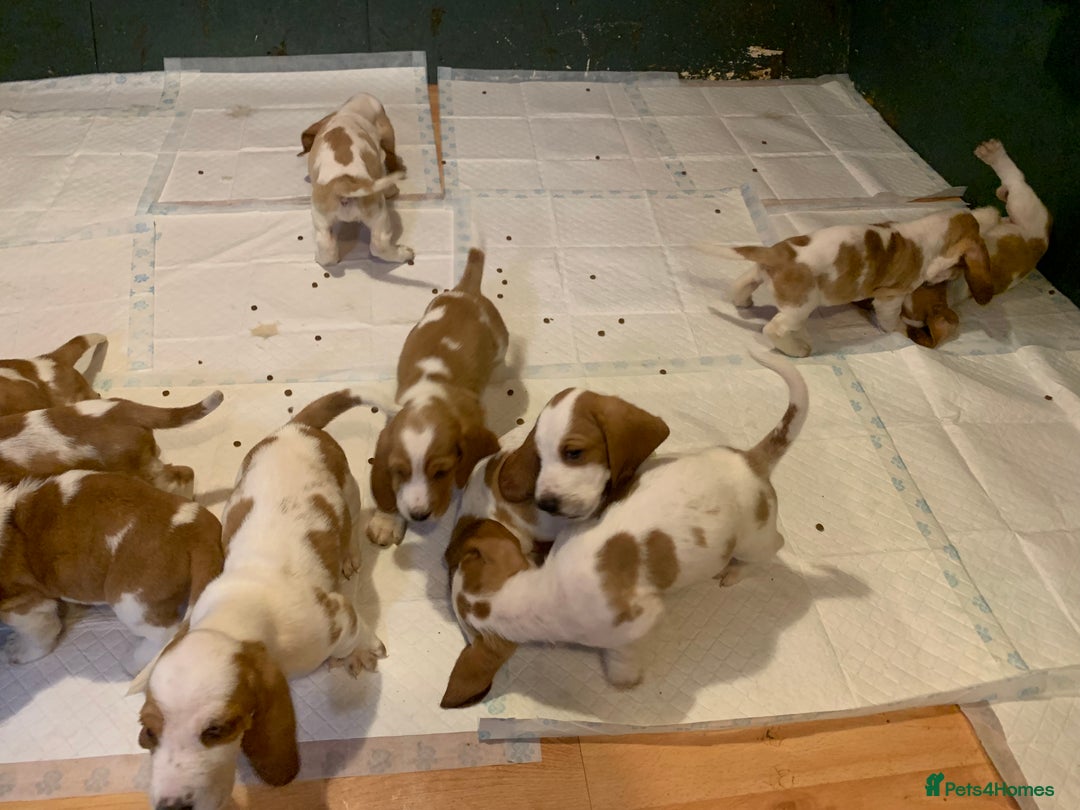 Basset Hound dogs for sale: Basset Hound Puppies - Image 4