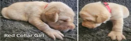 Labrador Retriever dogs for sale: Stunning Red/Golden Labs-KC Reg, Health Checked - Advert 5