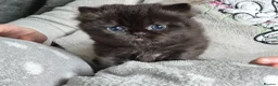 Mixed Breed cats for sale: Beautiful Black Ragdoll x Persian Kitten Ready Now in Barnsley - Advert 13