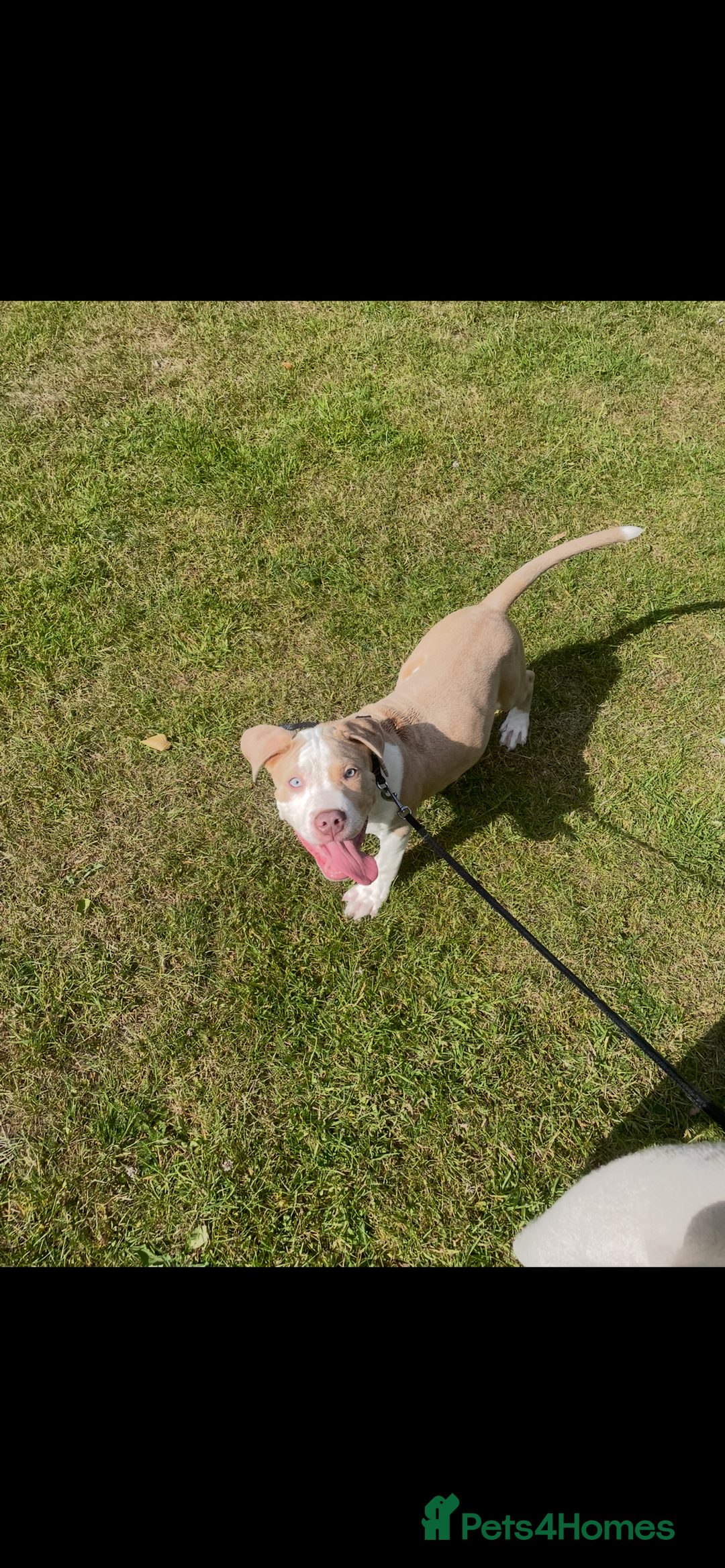 American Bulldog dogs for sale: Beautiful American bulldog boy pup - Image 3