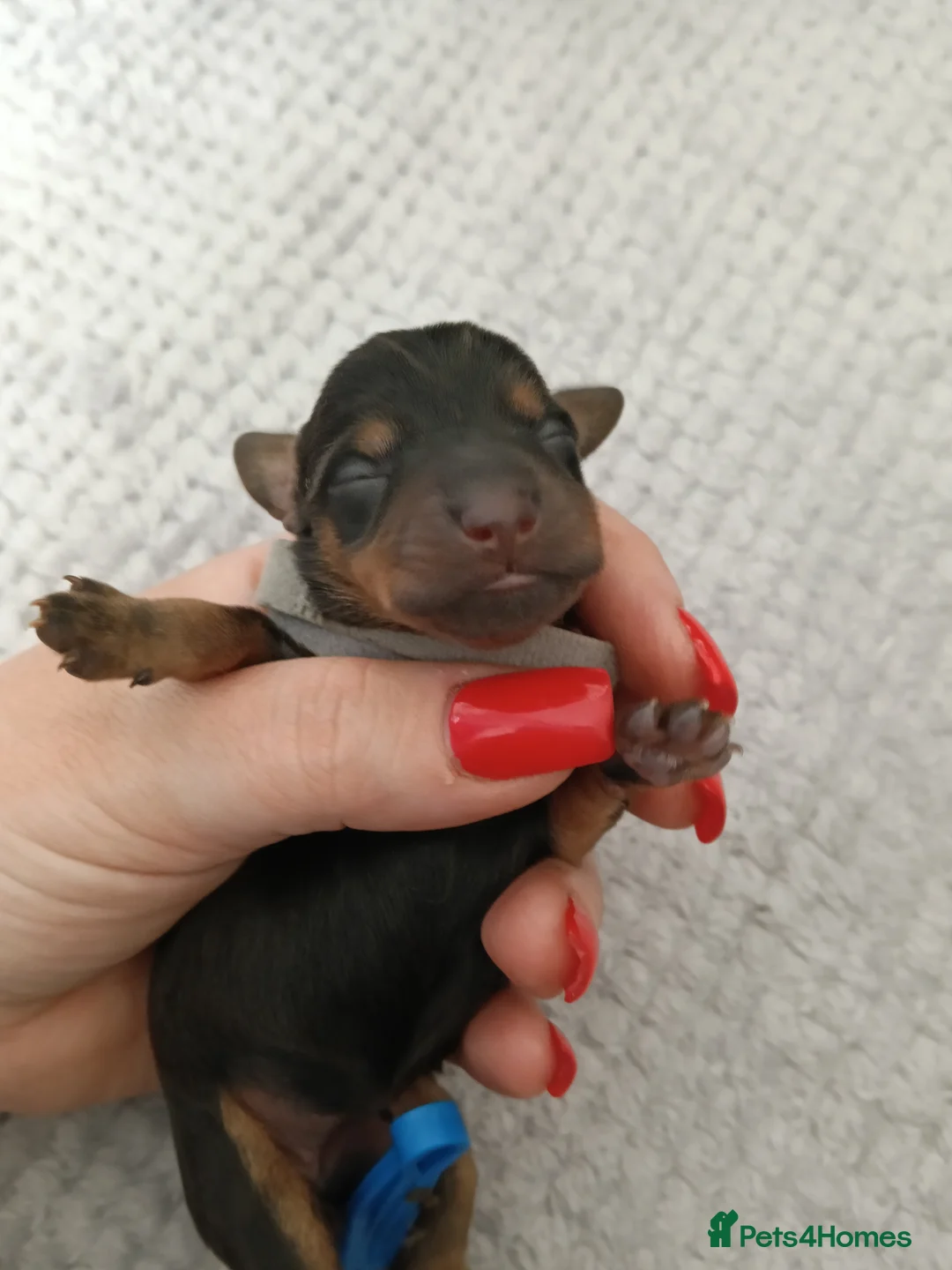 Mixed Breed dogs for sale: Dorkie Pups in Liverpool - Advert 15