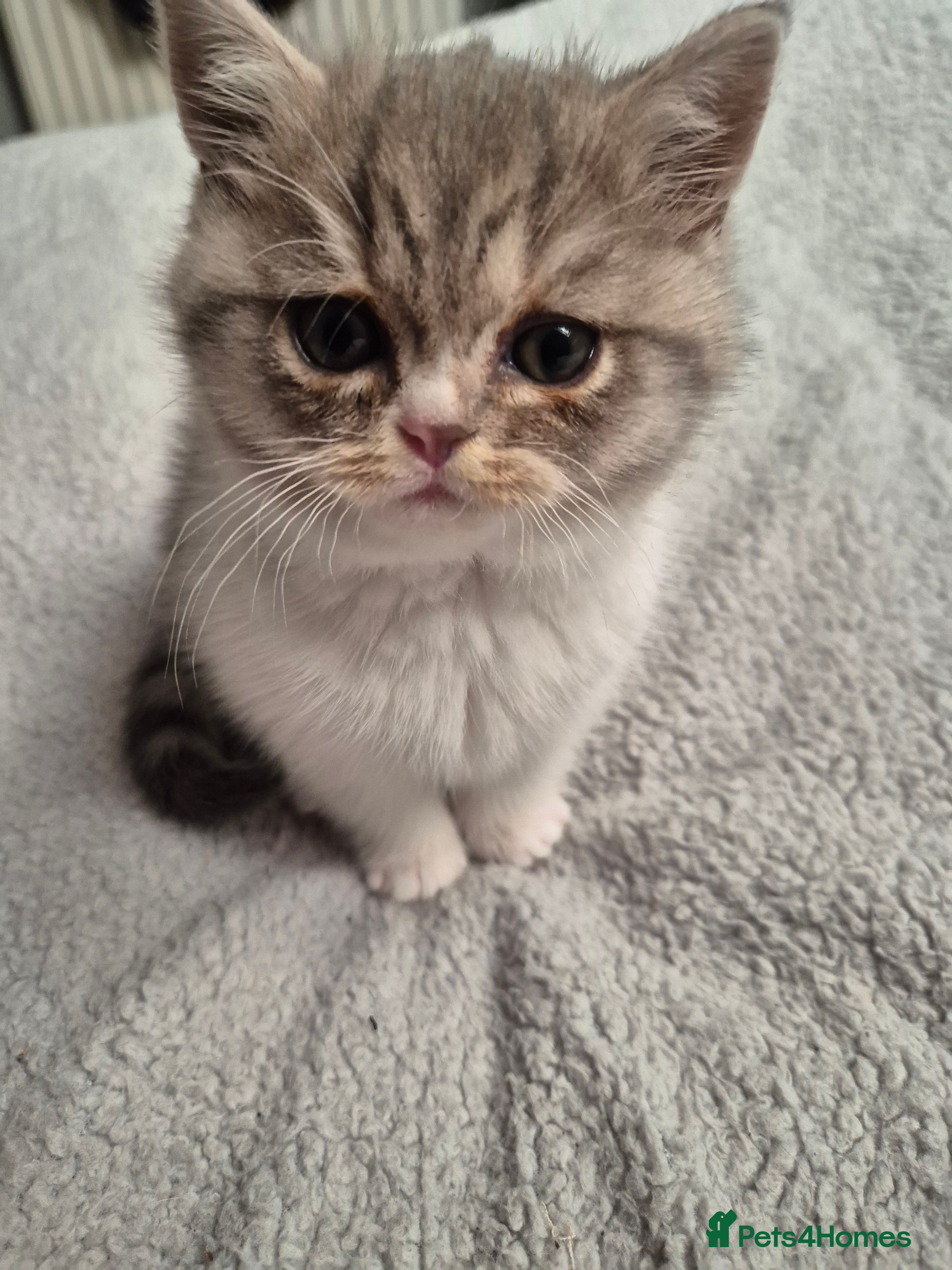 Selkirk Rex cats Pedigree selkirk rex Blue tortie tabby bi colour - Advert 2