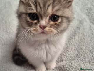 Selkirk Rex cats Pedigree selkirk rex Blue tortie tabby bi colour - Advert 2