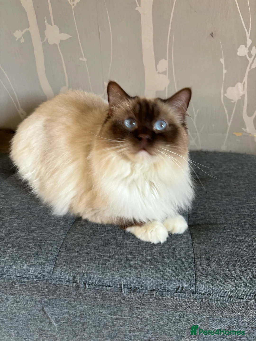 Ragdoll cats for stud: Gorgeous GGCF/TICA chocolate  mitted ragdoll in Norwich - Advert 3