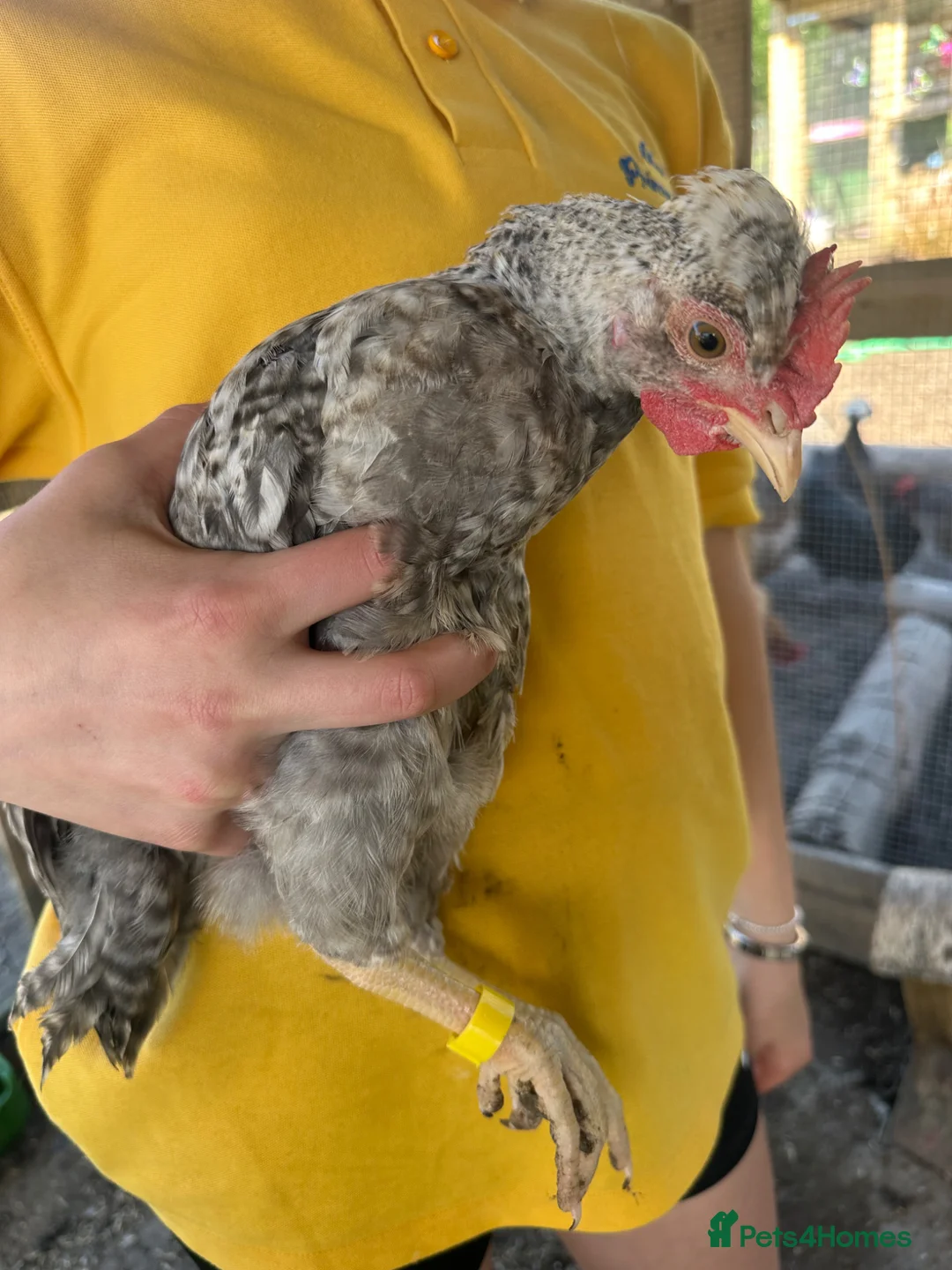 Chickens poultry for sale: Young Cockerels  - Advert 6