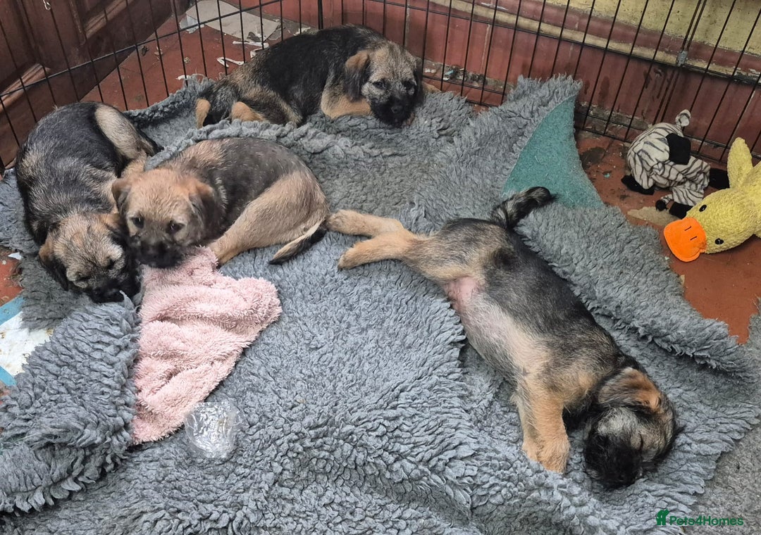 Border Terrier dogs for sale: Border terrier puppies - Image 12
