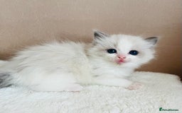 Ragdoll cats for sale: GCCF registered ragdoll kittens - Image 7