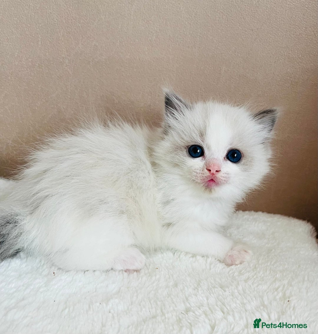 Ragdoll cats for sale: GCCF registered ragdoll kittens - Image 7