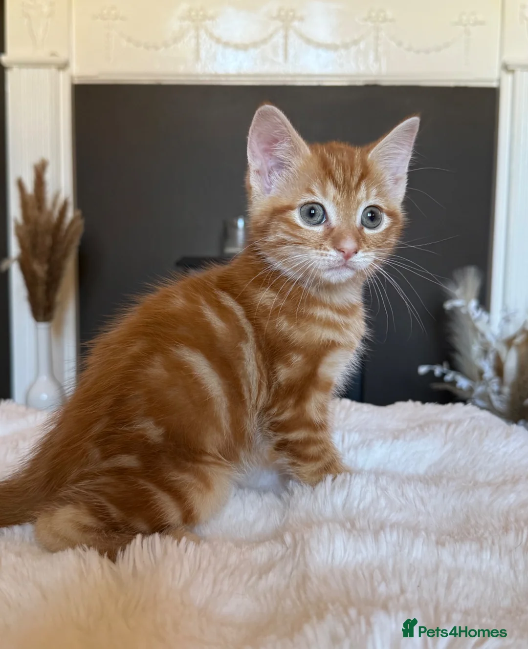 Mixed Breed cats for sale: 4 beautiful kittens  - Advert 10