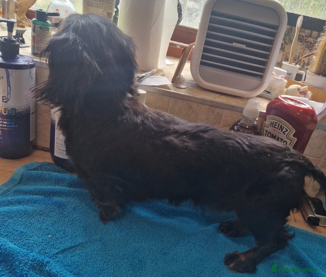 Miniature Dachshund dogs for sale: MINIATURE DACHSHUND FEMALE  - Image 3