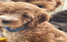 Cockapoo dogs for sale: F1 Cockapoo boys and girls - Image 13
