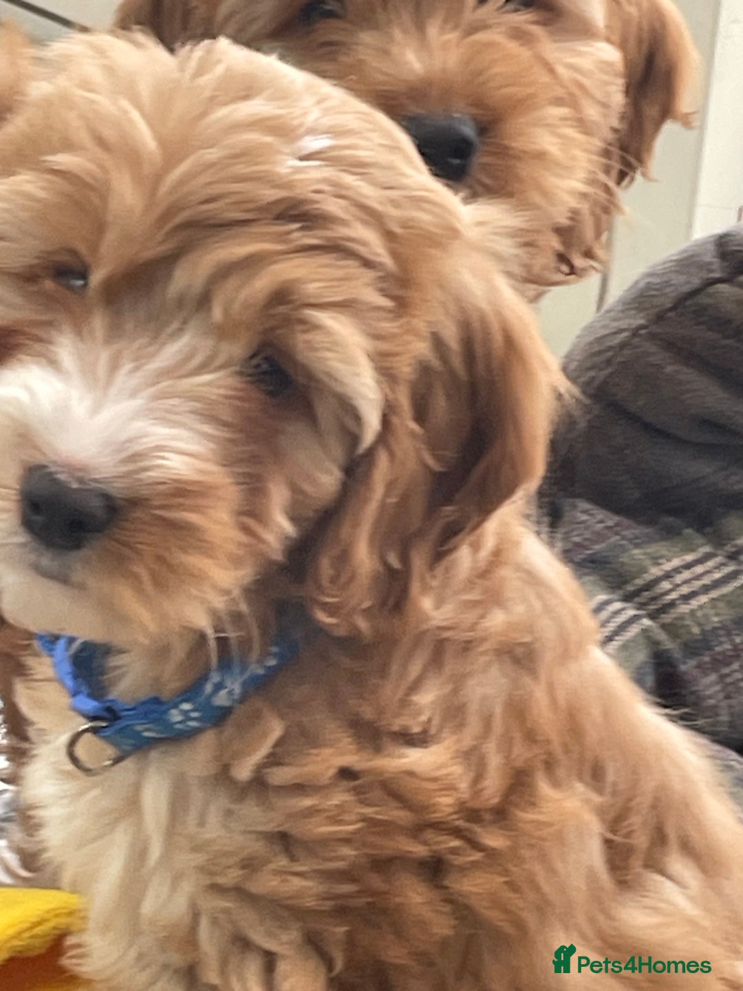 Cockapoo dogs for sale: F1 Cockapoo boys and girls - Image 13