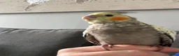 Cockatiels birds for sale: Bonded cockatiels for sale  - Advert 6