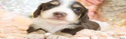 Miniature Dachshund dogs for sale: KC Longhair Miniature Dachshund Puppies in Wisbech - Advert 30