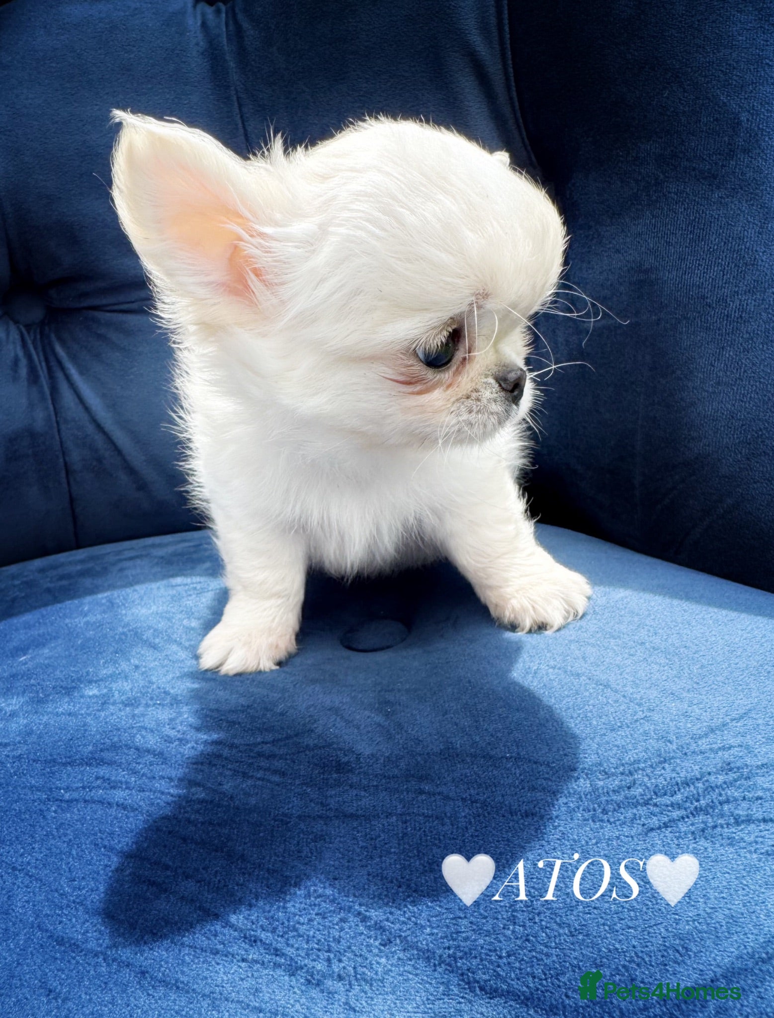 Chihuahua dogs KC quality chihuahua puppies LC Show line  - Advert 1