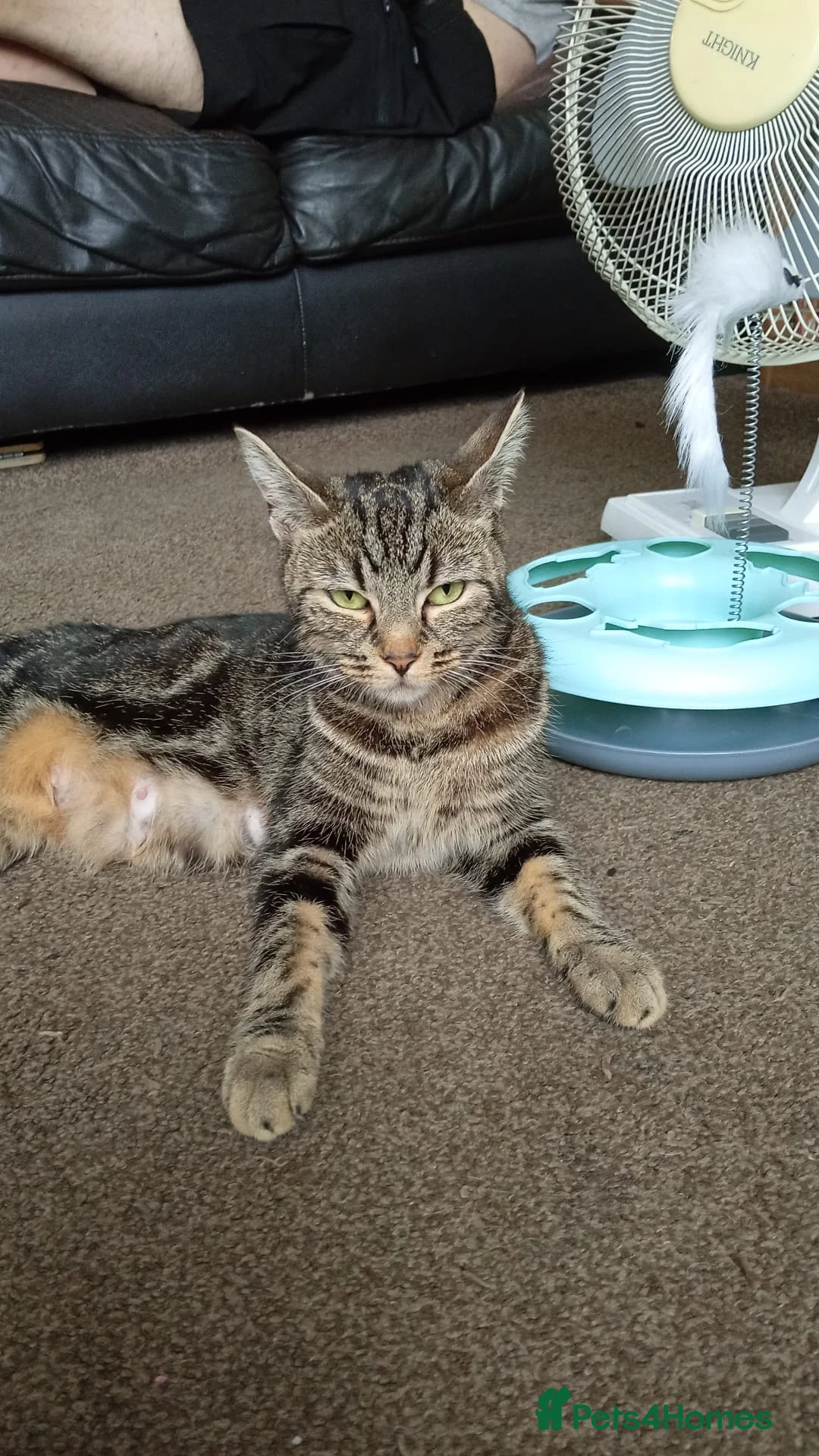 Domestic Shorthair cats for sale: Litter of 4 for sale - Advert 27