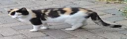 Mixed Breed cats for sale: Beautiful kittens - Advert 10