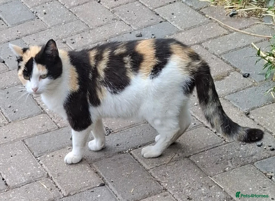 Mixed Breed cats for sale: Beautiful kittens - Advert 10
