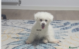 Mixed Breed dogs for sale: 🐶 Adorable La-Chon Puppies-Ready 1st December 🐶 - Image 20