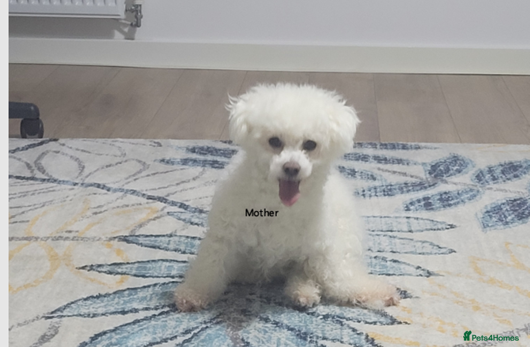 Mixed Breed dogs for sale: 🐶 Adorable La-Chon Puppies-Ready 1st December 🐶 - Image 20