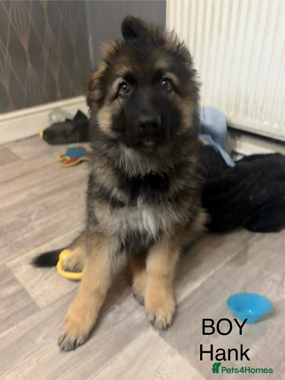 German Shepherd dogs for sale: German Shepherd Puppies - Advert 8