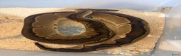 Python Snake reptiles for sale: Royal pythons  - Advert 22
