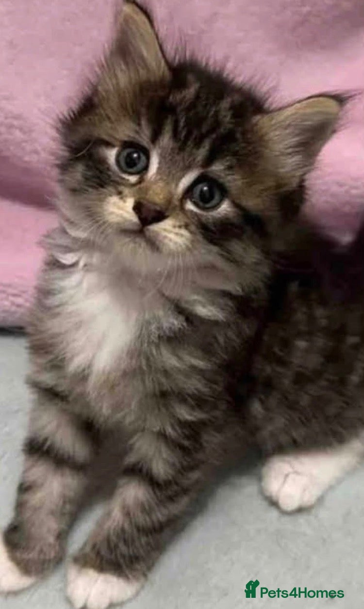 Mixed Breed cats for sale: Cute tabby kittens  (8 weeks old) - Advert 23