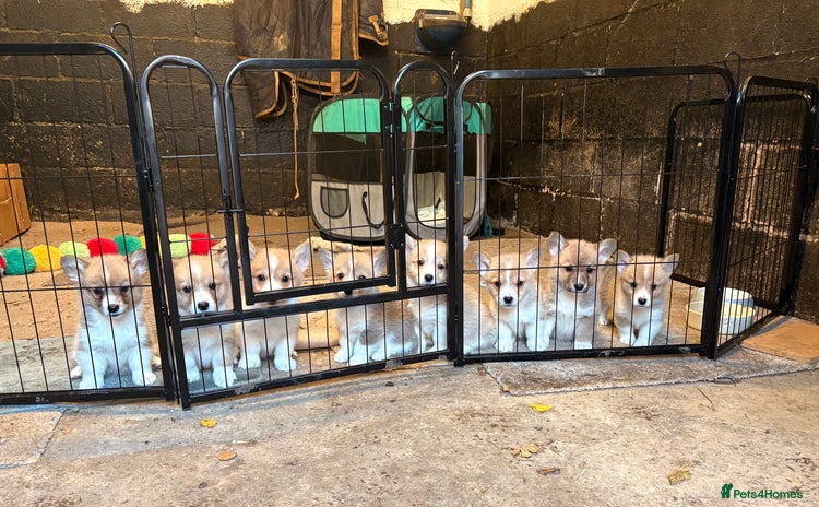 Welsh Corgi Pembroke dogs - Advert 2