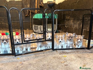 Welsh Corgi Pembroke dogs - Advert 5