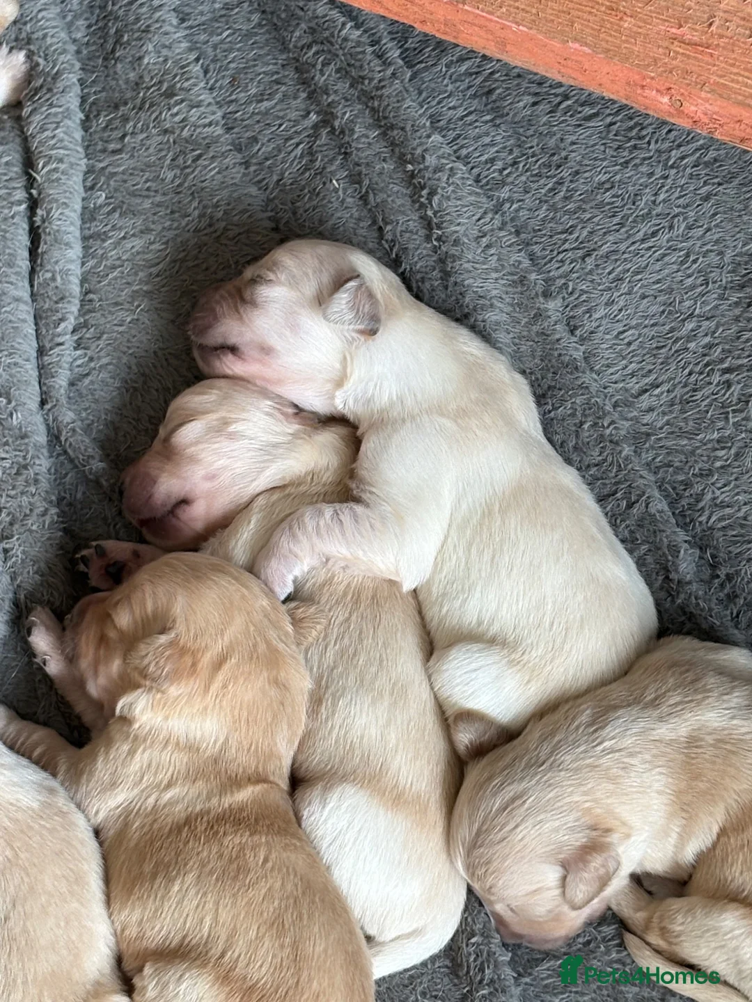 Golden Retriever dogs for sale: Golden retriever puppies  - Advert 2