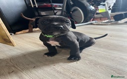 Cane Corso dogs for sale: 10 gorgeous Cane Corso  - Image 5