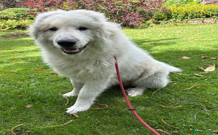 Pyrenean Mountain Dog dogs - Advert 1