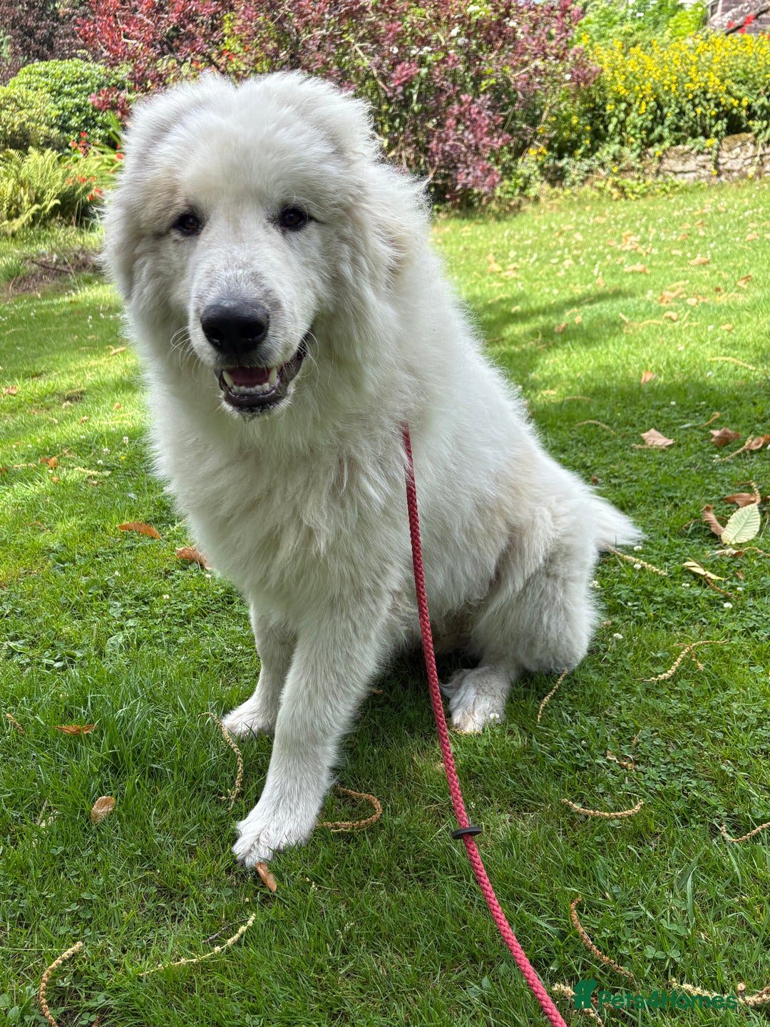 Pyrenean Mountain Dog dogs for sale: Pyrenean mountain dog Male - Image 1
