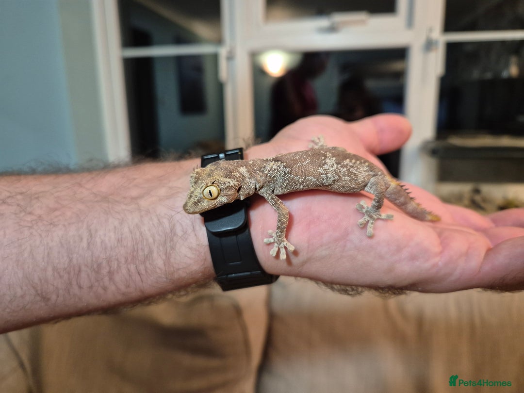 Gecko reptiles for sale: Pair of Northern Spiny tailed geckos and setup - Image 2