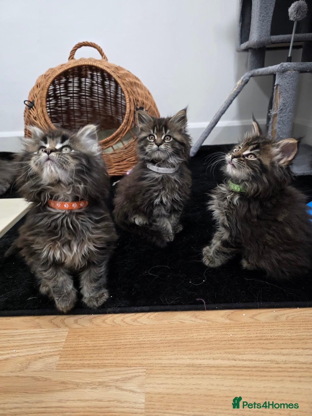 Maine Coon cats for sale: Maine Coon Kittens - Advert 9