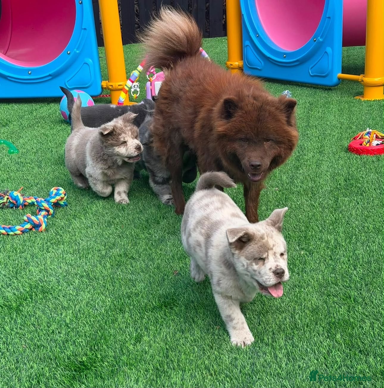 Chow Chow dogs Stunning Exotic colour chowski puppies for sale - Advert 2