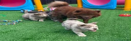 Chow Chow dogs for sale: Stunning Exotic colour chowski puppies for sale - Advert 30