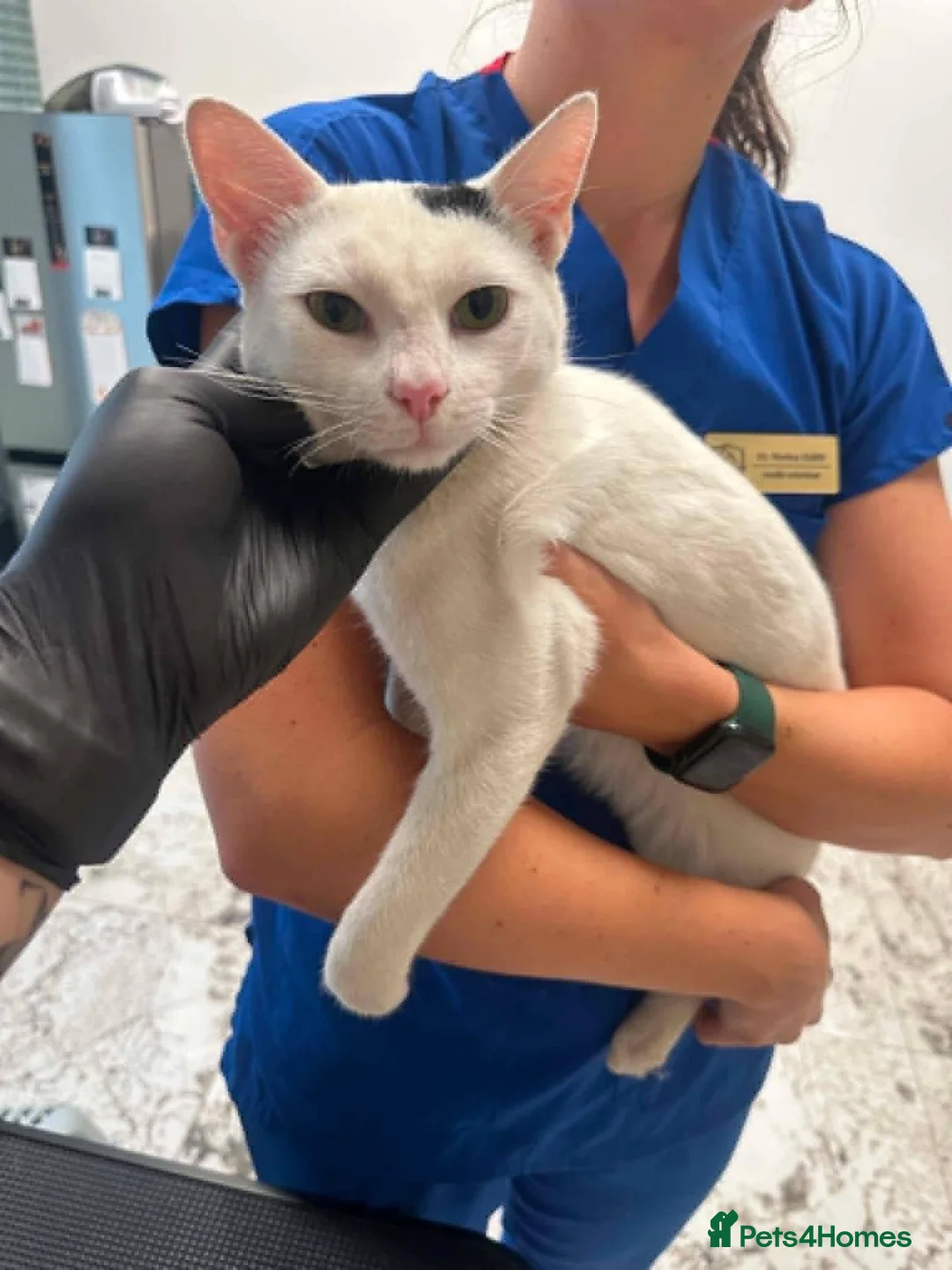 Mixed Breed cats for adoption: Tano for adoption in Doncaster - Advert 7