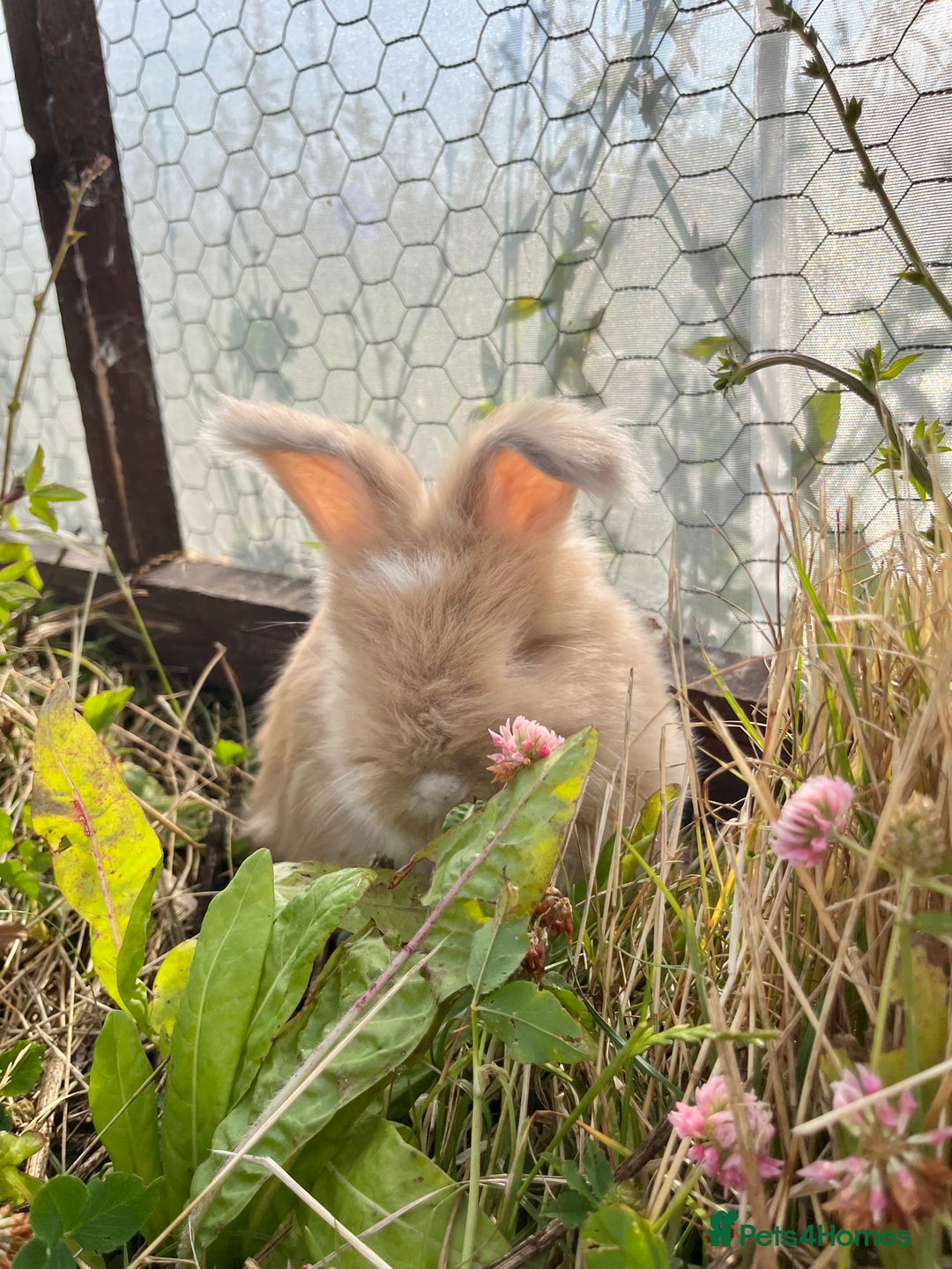 Angora rabbits for sale: Pedigree Full Faced & Maxi Faced English Angoras - Image 21