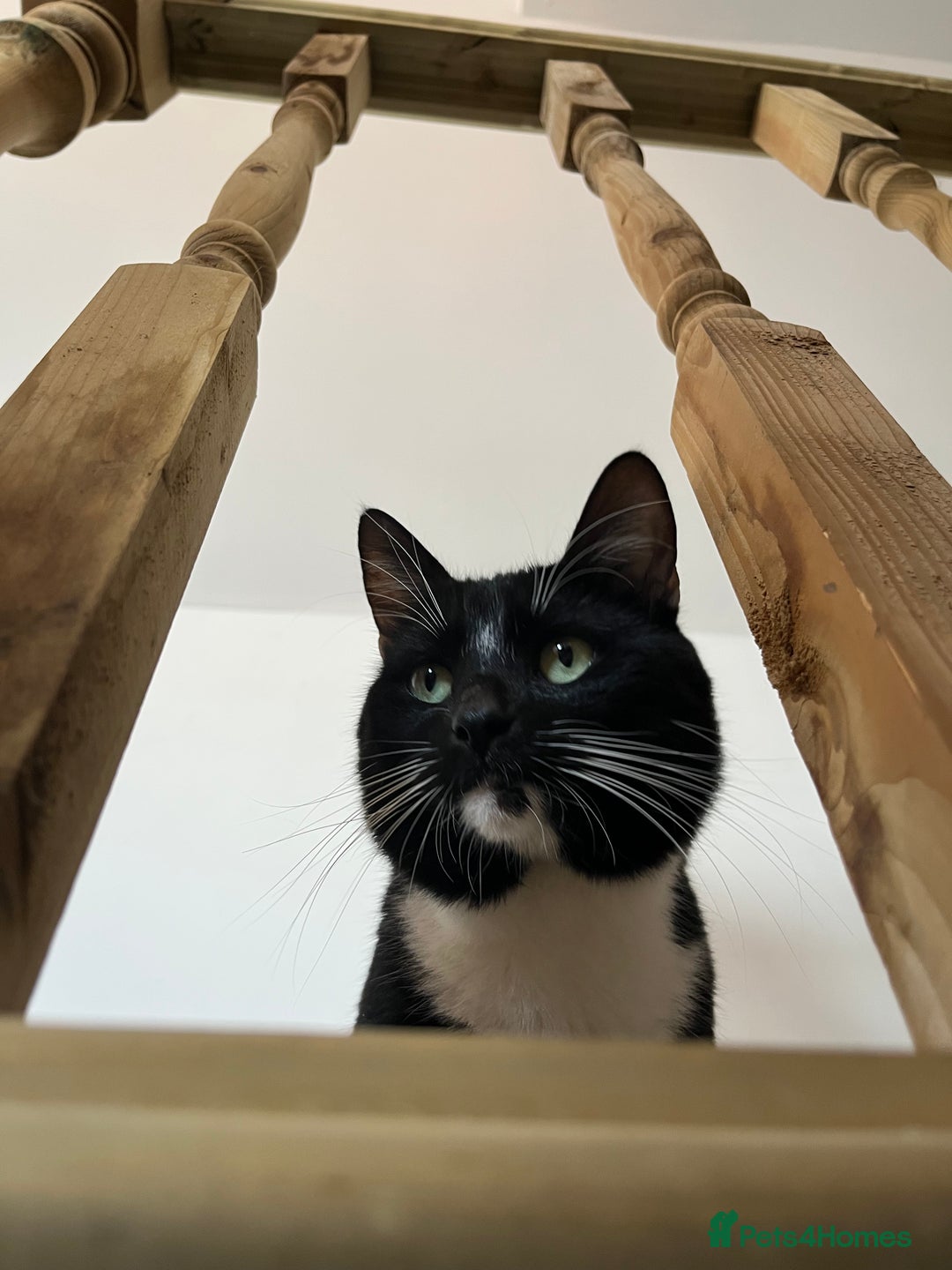 Mixed Breed cats for sale: Male, black and white, cat - Image 6