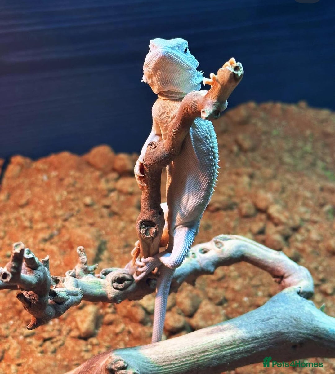 Bearded Dragon reptiles for sale: Two bearded dragons for sale - Advert 6