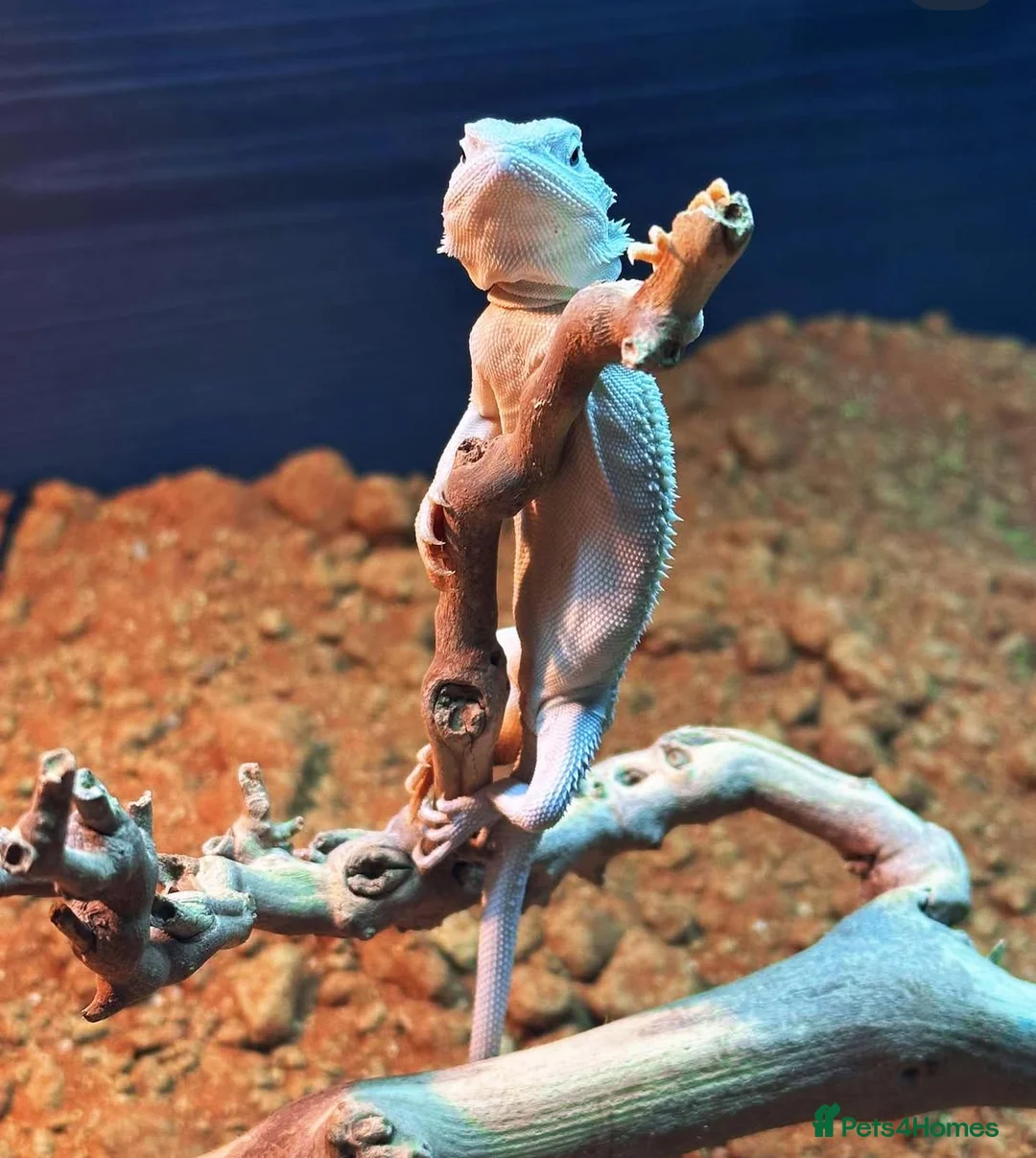 Bearded Dragon reptiles for sale: Two bearded dragons for sale - Advert 6