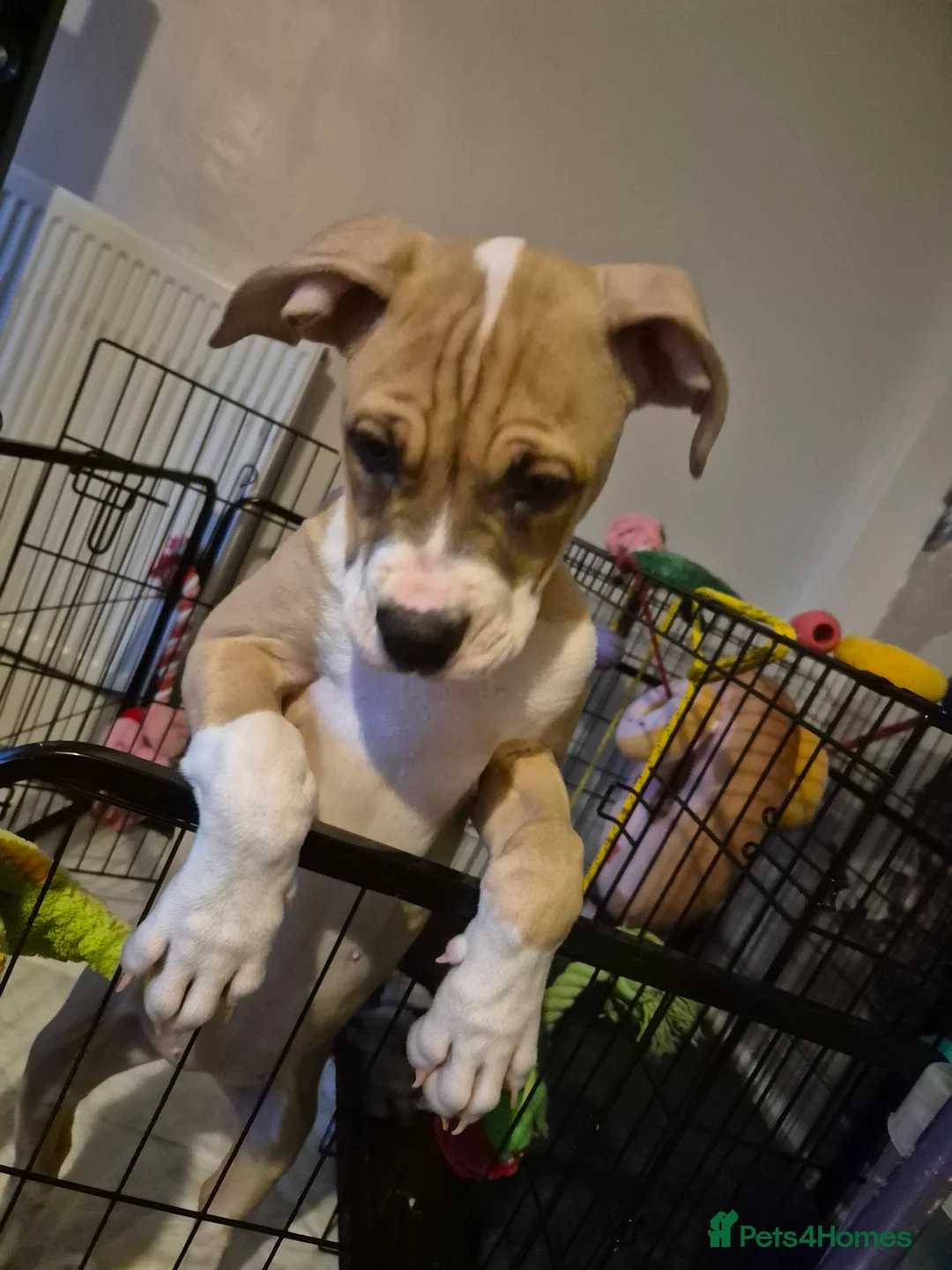 American Bulldog dogs for sale: Beautiful little girl left - Advert 7