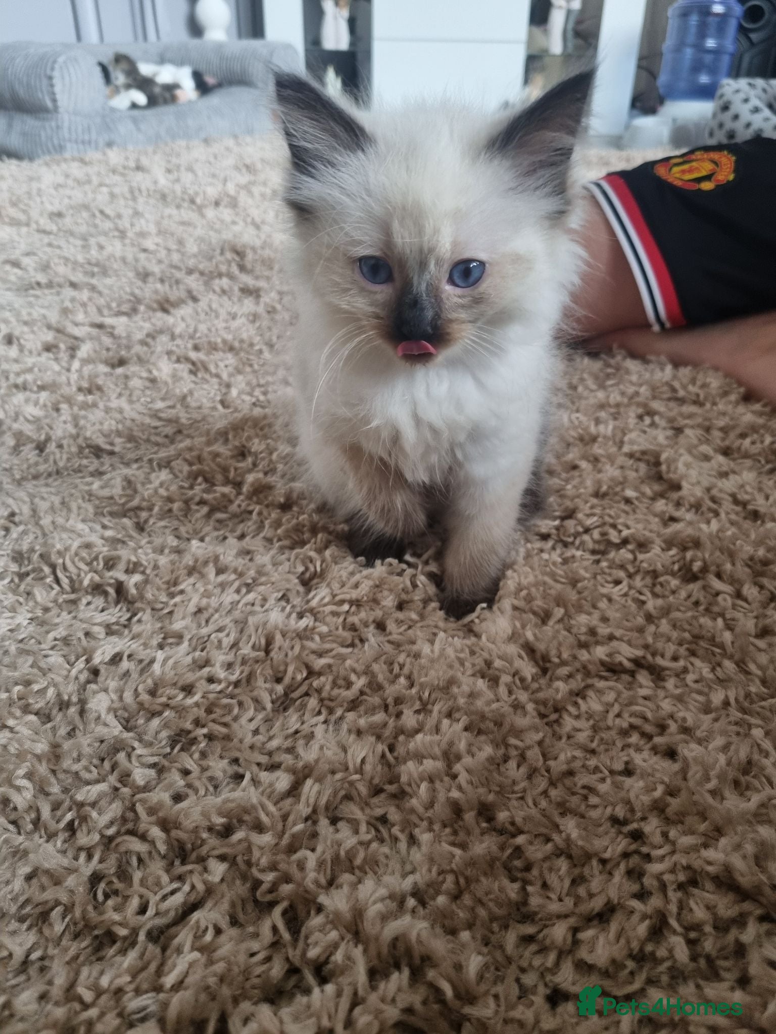 Ragdoll cats Last boy, beautiful Ragdoll  - Advert 4