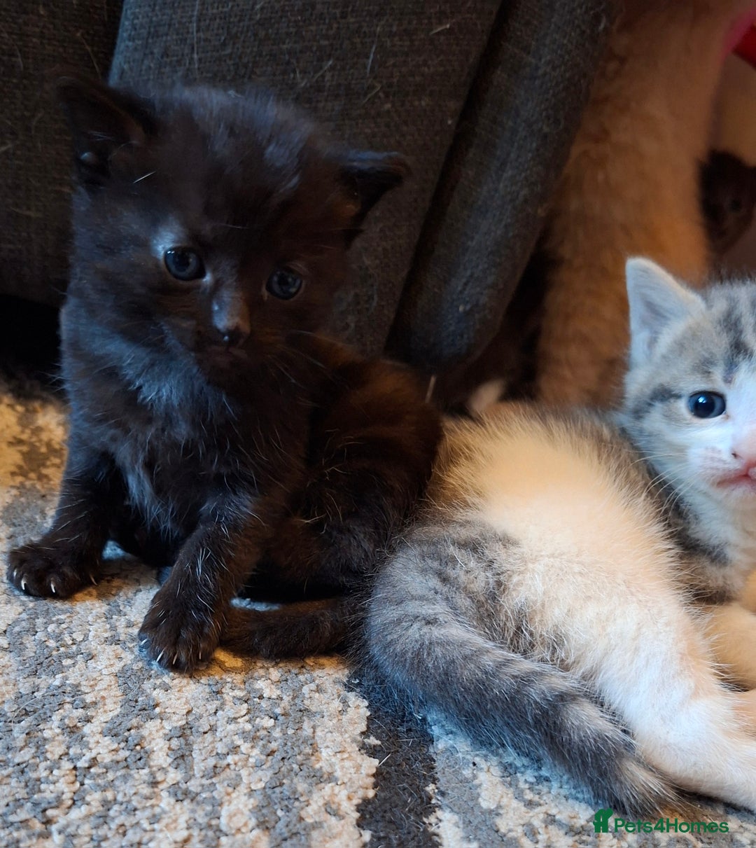 Mixed Breed cats for sale: 2 gorgeous kittens left  - Image 6