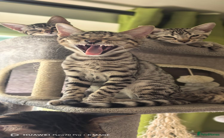 Bengal cats - Advert 11